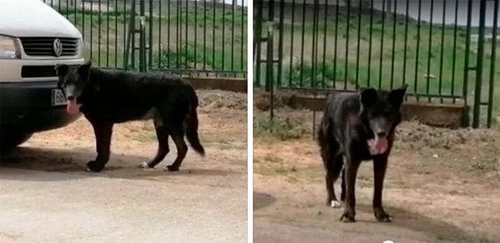 Buscan a un pastor belga extraviado en Fuentepinilla