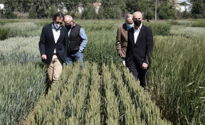 El Itacyl ensaya con 22 variedades de trigo para mejorar la semilla y comprobar su adaptación al cambio climático