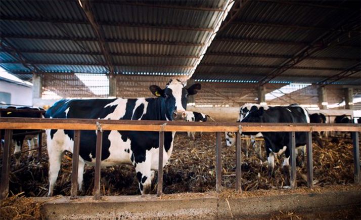 Se oponen al sondeo estratigráfico solicitado para la explotación de Noviercas