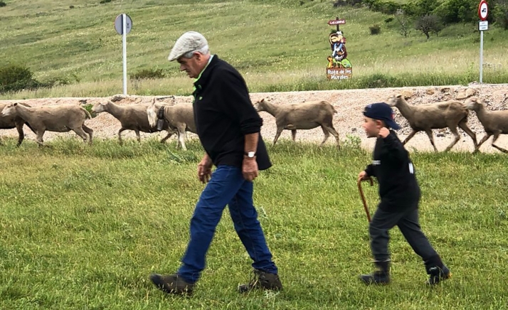 Los últimos rebaños de merinas trashumantes regresan a Tierras Altas