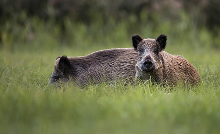 Castilla y León tendrá una  Ley de Caza y Gestión Sostenible de los Recursos Cinegéticos innovadora, moderna y de referencia nacional