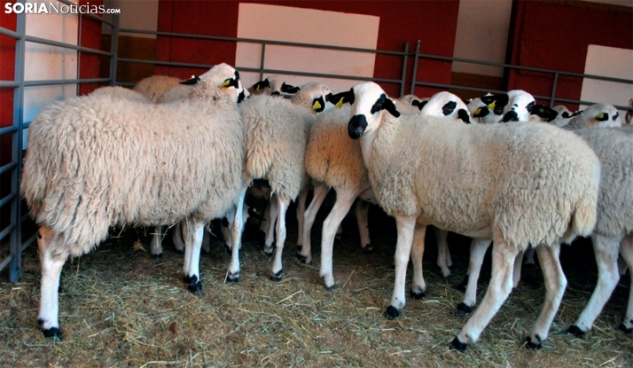 Convocadas las ayudas regionales para la reposición de ganado 