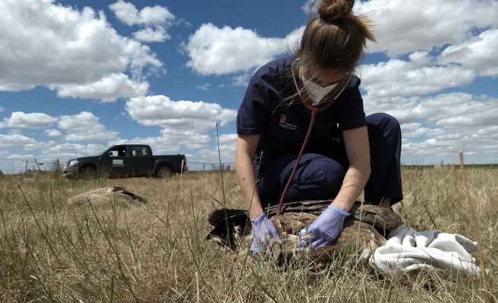 Aparece un centenar de buitres leonados en Monterrubio de Armuña, Salamanca
