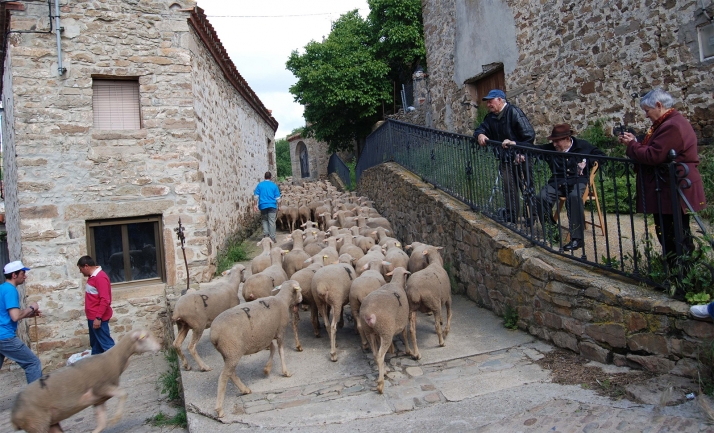Tierras Altas lucha por perpetuar la trashumancia como seña de identidad propia