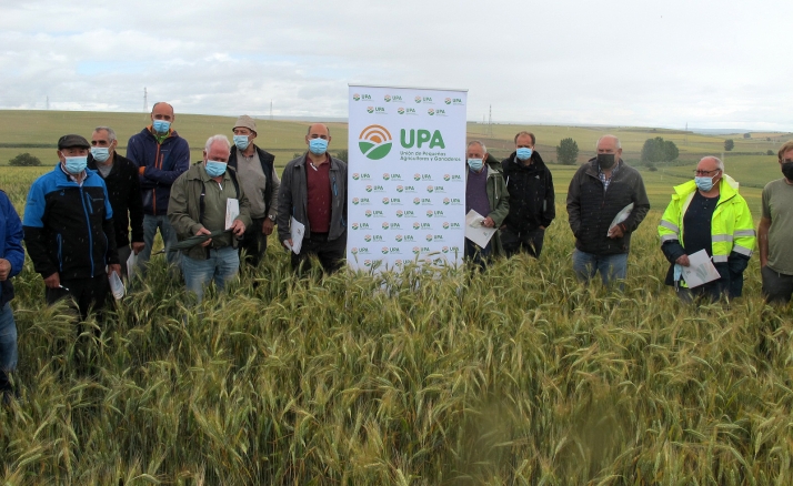 UPA Soria presenta sus campos de ensayo con 50 variedades de cereal