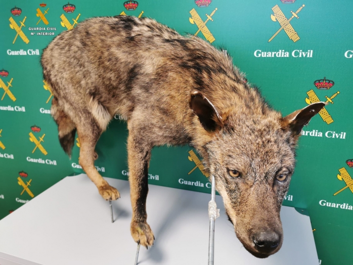Tres investigados enfrentan penas de hasta 3 años de prisión por varios delitos de caza sobre el lobo