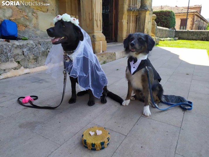 Ellcrys e Isga hacen historia en Soria al darse el primer Sí quiero perruno