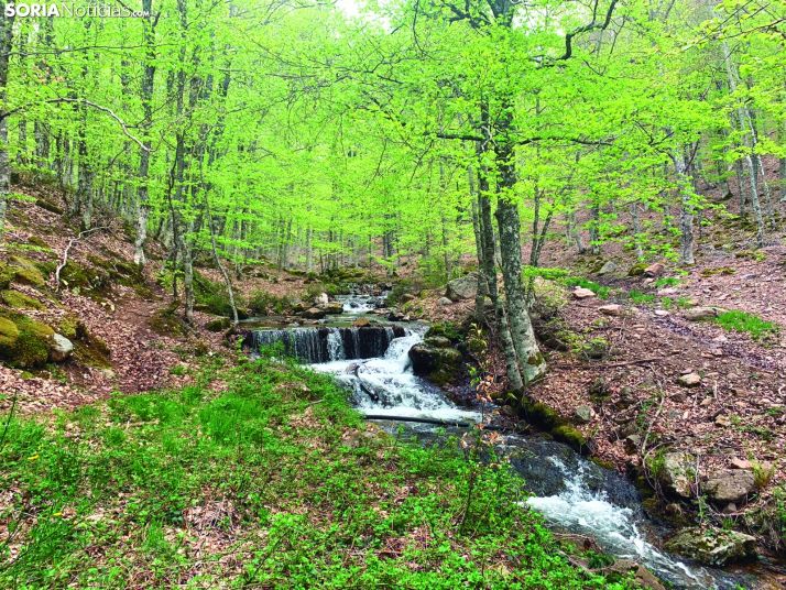 Abrazando la sierra de Cebollera: entre las cuencas del Duero y del Ebro