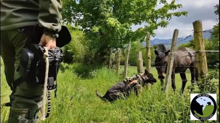 CSIF solicita a la Junta la creación de unidades caninas para la protección del medio ambiente