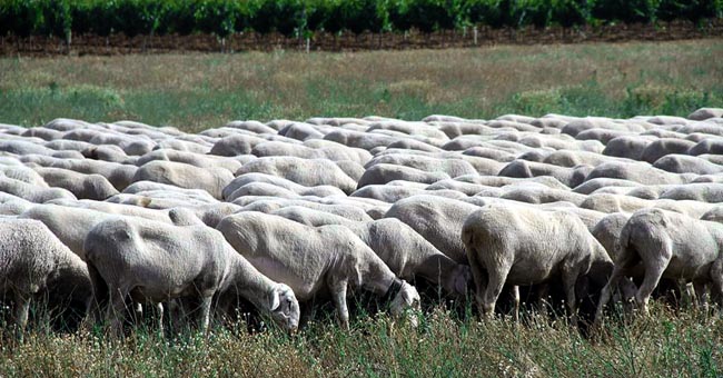 El Senado aprueba una moción para el impulso del sector caprino y ovino defendida por el agredeño Jesús Manuel Alonso