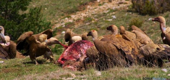 Castilla y León, la Comunidad con más muladares para alimentar a las especies necrófagas