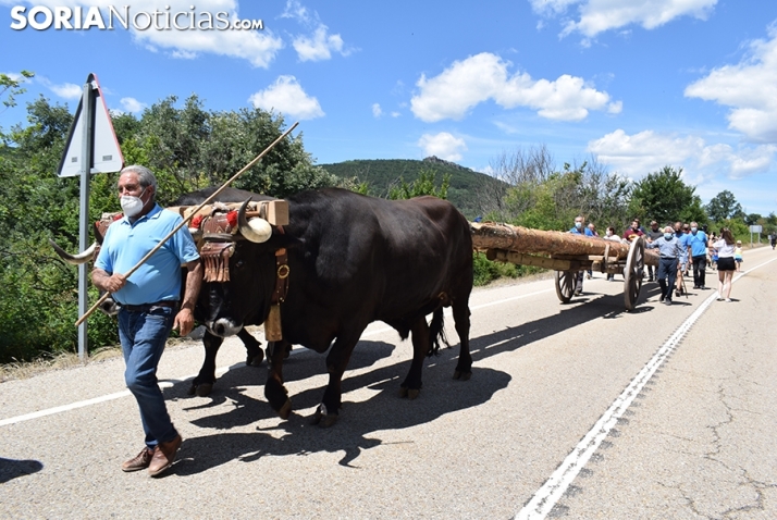 Bajada de pinos en carreta hasta Molinos de Duero.