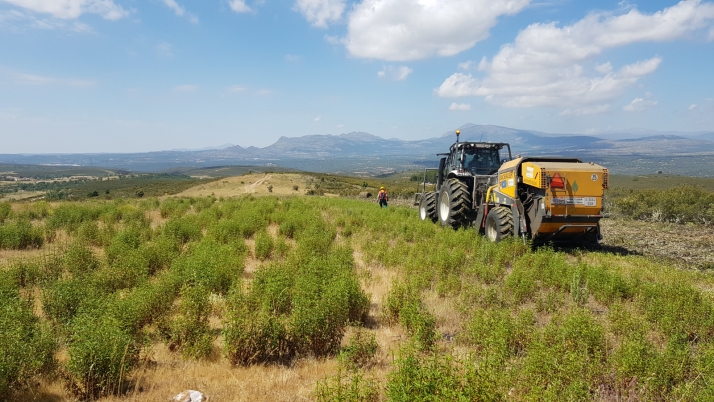Se pone en marcha el proyecto BIOCISTUS 4.0. del CEDER de Lubia sobre la jara pringosa