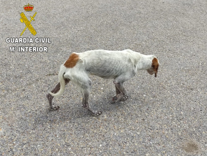 Un vecino de Villarraso, denunciado por maltrato animal