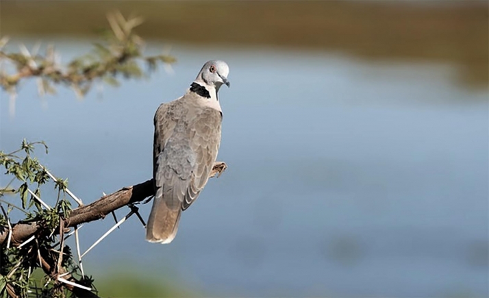 El Bocyl publica la prohibición de cazar la tórtola