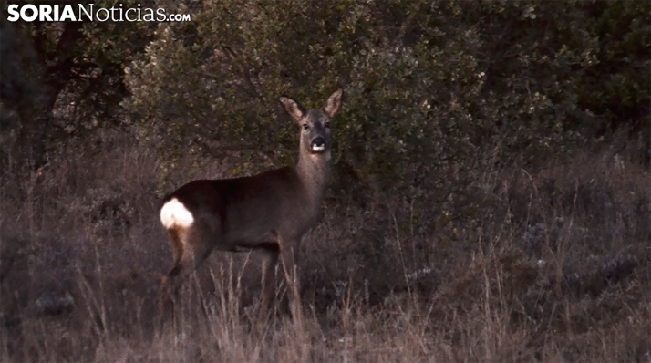 ASAJA pone de manifiesto la proliferación de corzos en los campos