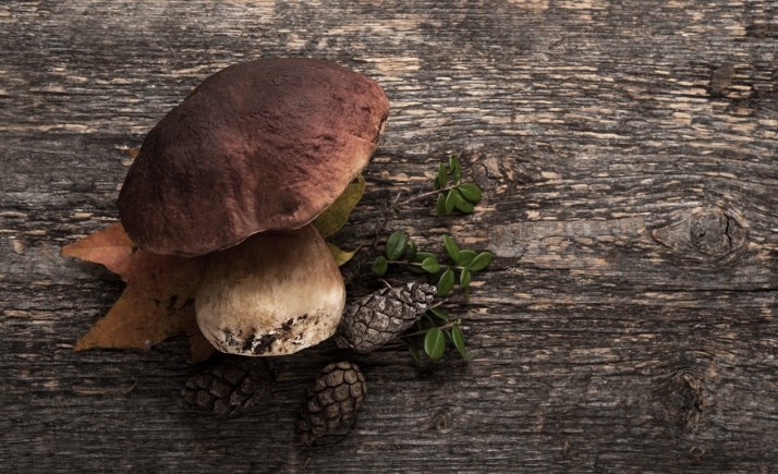 Montes de Soria recorrerá la provincia este verano para dar a conocer el recurso micológico