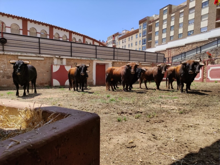 Los toros de Román Sorando ya están en Soria