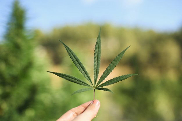 Ondara asegura que mantendrá los 192 trabajadores ahora en ERTE