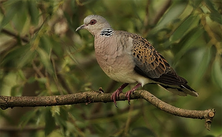 La tórtola común no podrá ser objeto de caza en los próximos años