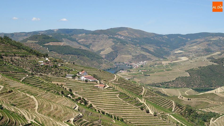 Bancales de viña en Ervedosa do Douro | MARTÍN-GARAY