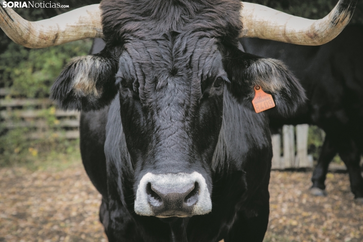 145.000 € a impulsar y conservar las razas autóctonas de Castilla y León