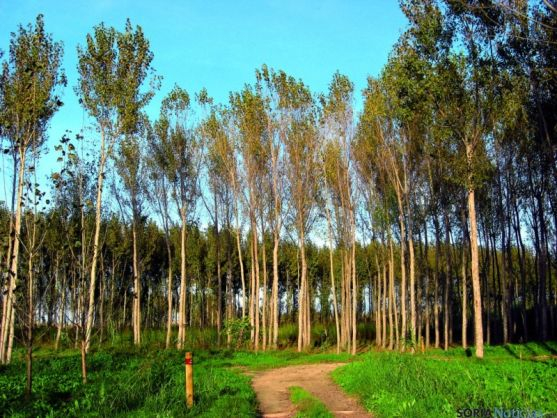 Castilla y León enajena madera de chopo consiguiendo el precio más alto de la historia