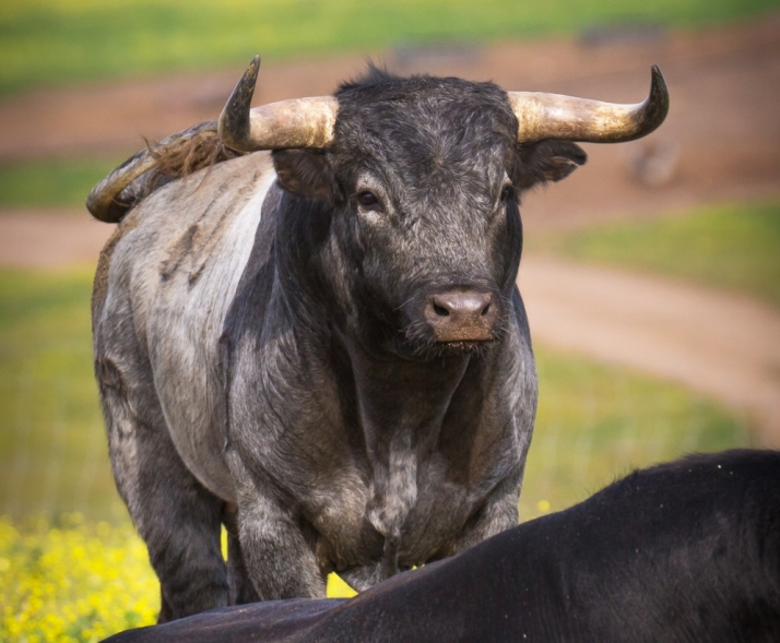 Los miuras se presentarán por todo lo alto en Soria