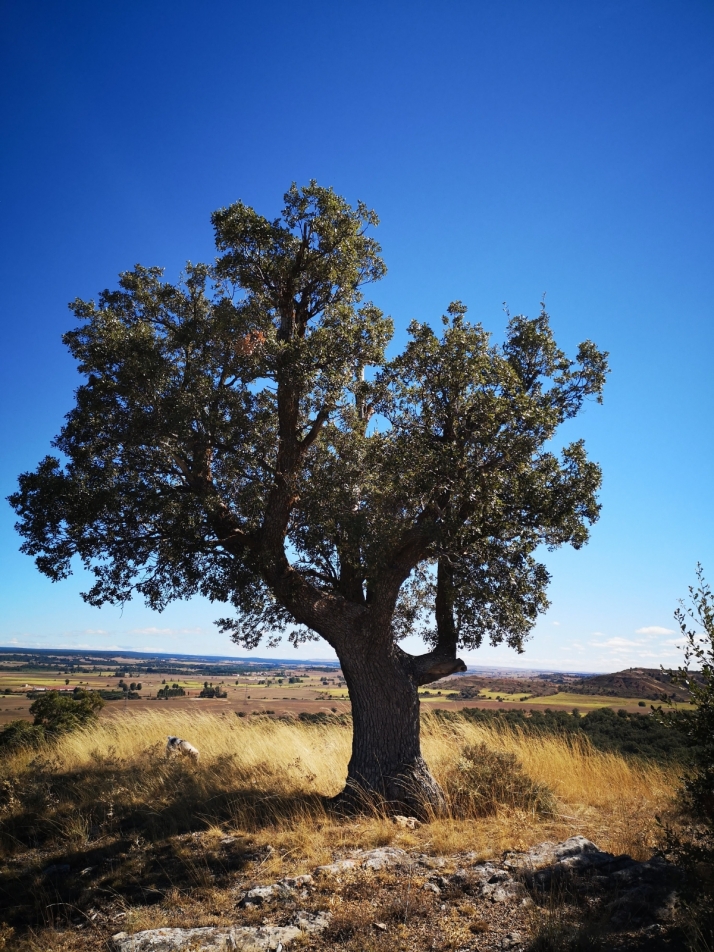 Una aparición en Fuentetovar que recuerdan en Bayubas de Arriba
