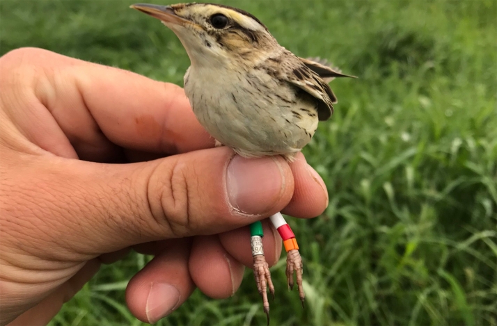 Este fin de semana, nuevas jornadas ornitológicas en Fuentecantos 