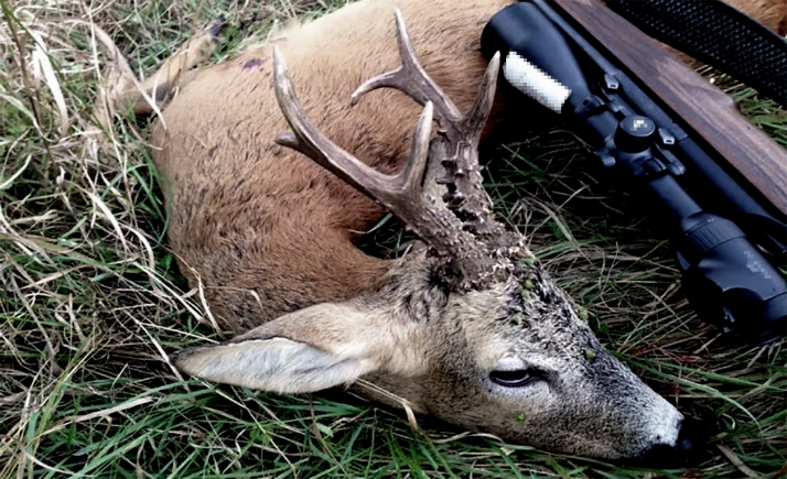 Investigados como presuntos autores de caza furtiva en Cihuela 