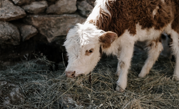 La Junta establecerá un sistema de apoyo en la distribución de alimento y agua para el ganado por el incendio de Navalacruz