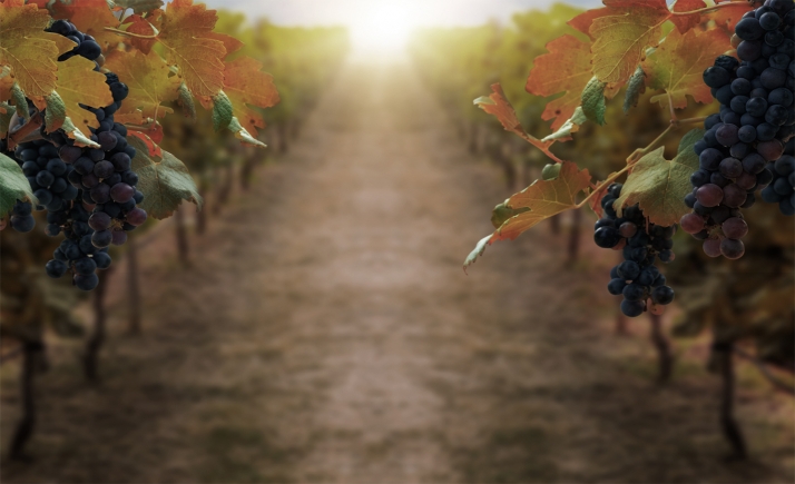 El Itacyl pone en práctica la teledetección por satélite para conseguir viñedos más eficientes