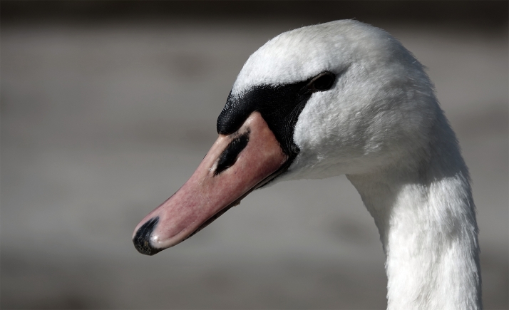 Investigado como presunto autor de maltrato animal con resultado de muerte en Segovia