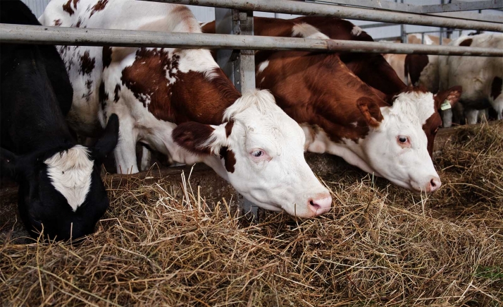 Iniciado el dispositivo para el suministro estable de alimentación animal a las explotaciones afectadas por el incendio en las proximidades de la sierra de la Paramera (Ávila)