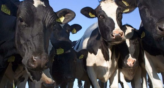 Podemos critica el atornillamiento de la Junta para intentar mantener viva la macrovaquería de Noviercas