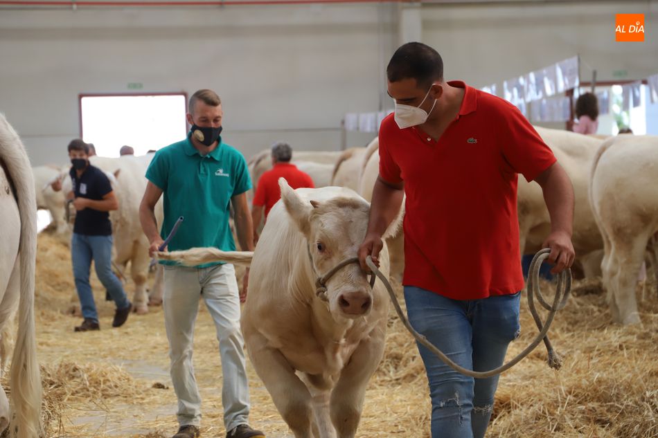 La exposición de ganado puro, uno de los puntos fuertes de Salamaq dessde la primera jornada. Foto: Lydia González