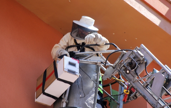 Los Bomberos de Soria, rescatadores de abejas