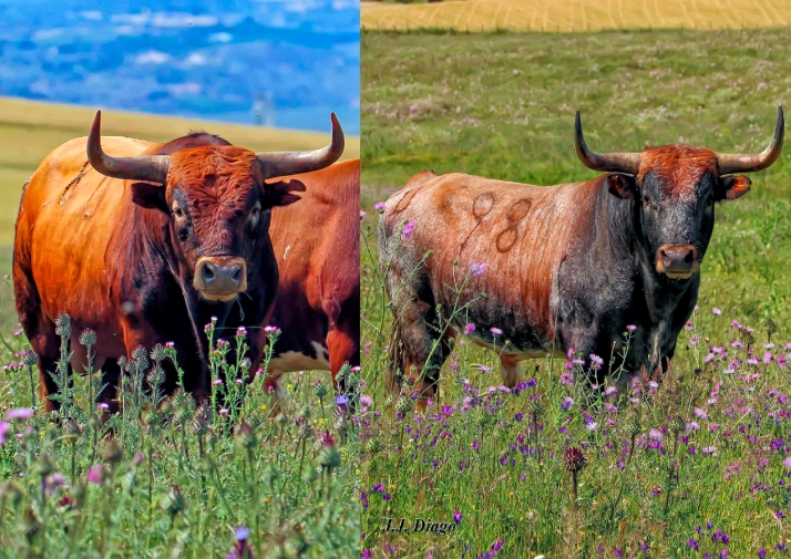 Soria acogerá la exposición El Campo de los Miura