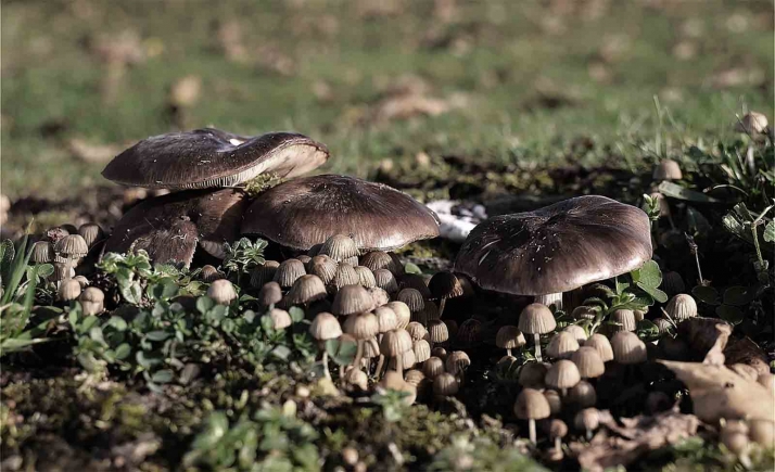 Declarado en Salamanca el primer parque micológico de Castilla y León
