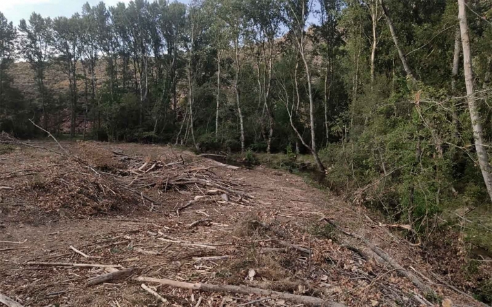 Critican la tala de arbolado en el cauce del Caracena