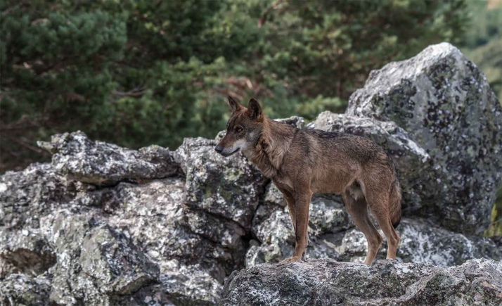 Advierten que los ataques de lobos al ganado se producen en un número mayor que los conocidos