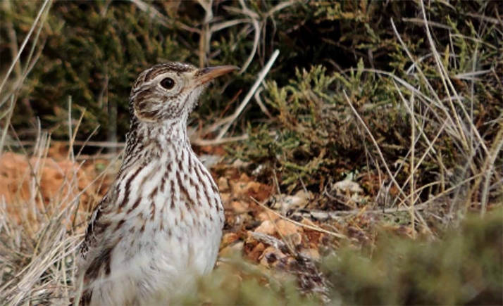 La riqueza ornitológica de Soria, presente en la Feria Internacional MADbird FAIR