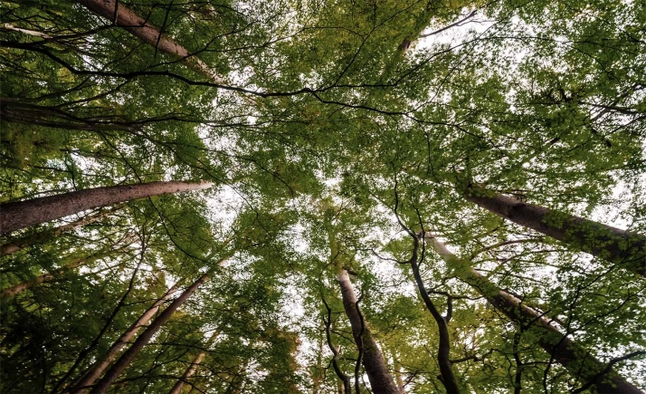 Aprobada una subvención de 100.000 euros para la Federación de Asociaciones Forestales de Castilla y León