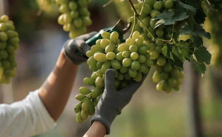 Campaña regional de sensibilización de medidas preventivas frente a la Covid-19 durante la de vendimia