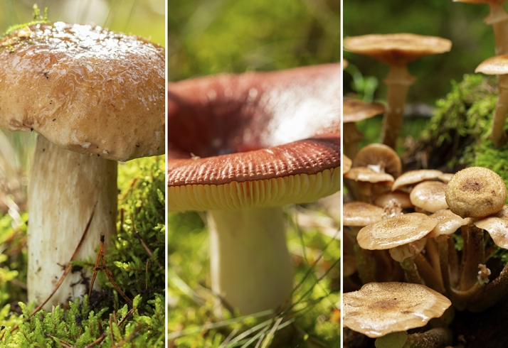 Setas en Soria: tres rutas para llenar la cesta en Tierras Altas