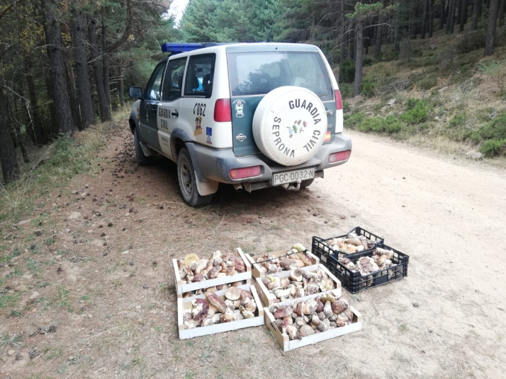 La Guardia Civil de Soria incauta 110 kilos de Boletus edulis en El Royo