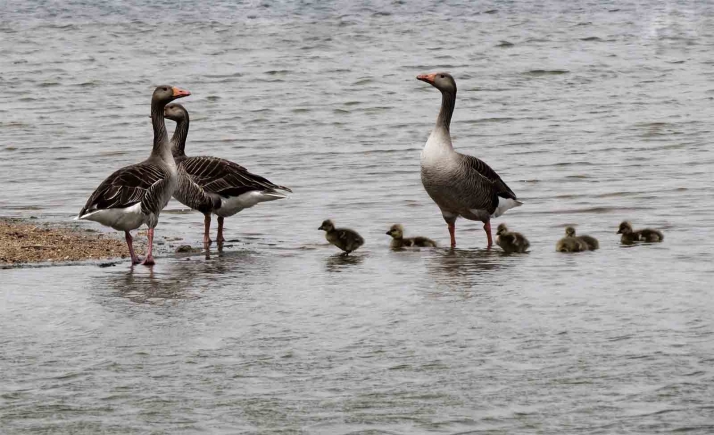¡Canta, vuela y elévate como las aves!, lema del día Mundial de las Aves Migratorias que se celebra este fin de semana