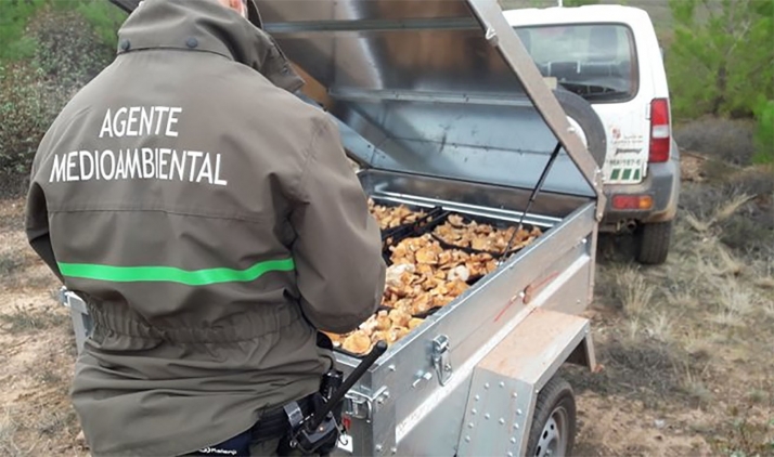 Los controles micológicos alcanzan las 45 denuncias, 7 vehículos y 625 kilogramos decomisados