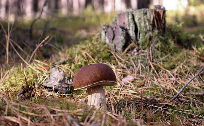El plazo para el concurso de fotografía micológica de Navaleno, hasta el 27